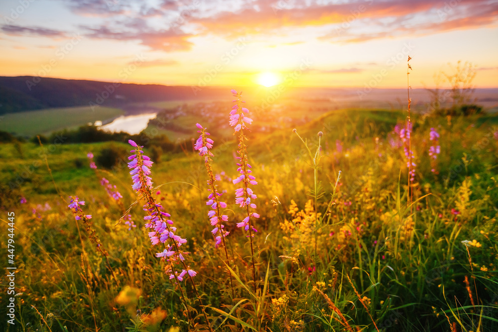 Awesome blooming meadow near the Dniester river at sunset.