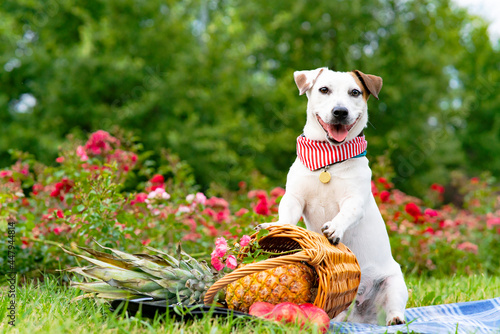 Funny dog jack russell terrier breed, holding a fruit basket at a picnic in the park. photo