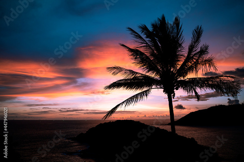 Silhouette of palm tree with stunning sunset by the ocean 
