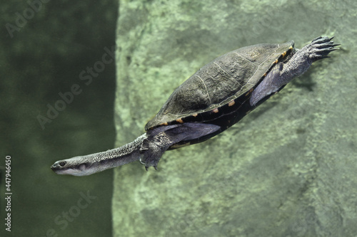 Foto Eastern long necked turtle swimming under water