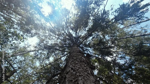 Tall spruce in the forest in clear weather, bottom up view near the trunk