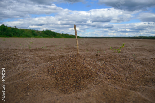 Large sandy beach. The forest in the distance. A stick in a pile of sand.
