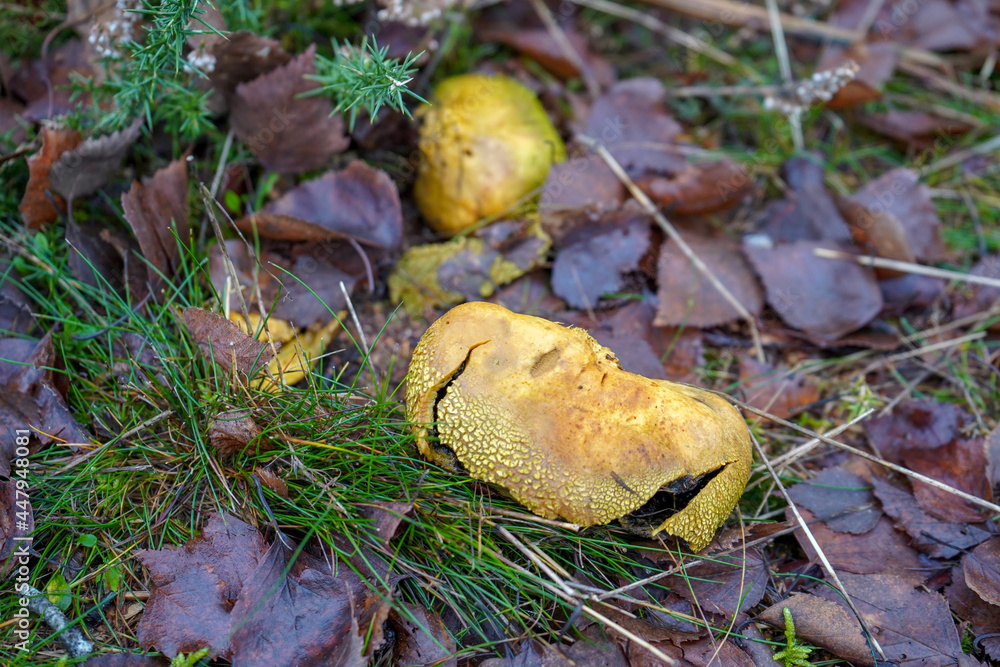 Close up of a mushroom growing on the forest floor Close up of a mushroom growing on the forest floor