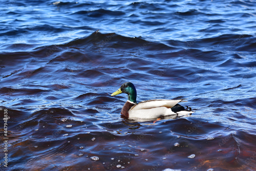 Fototapeta premium duck's drake on the water