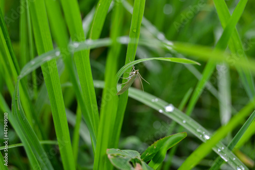 The butterfly sits in the grass after the rain. Dew drops on the grass. © 8fa67677