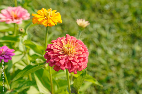 Focus on a large two-toned pink zinnia flower growing in a flower field. Additional flowers at the left.