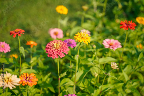 Bright  colorful row of zinnia flowers growing in a field. Focus on a large pink bloom.