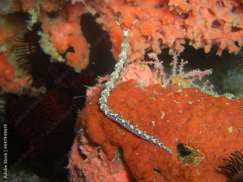 Fototapeta premium Nudibranch Flabellina in the filipino sea 20.10.2014