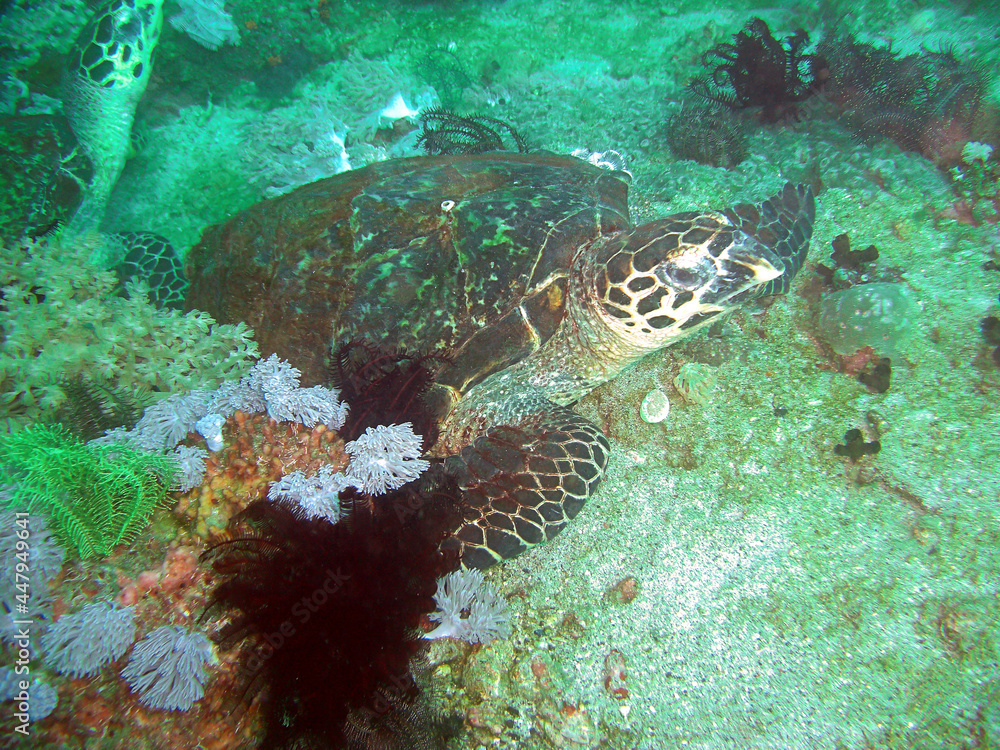 Fototapeta premium Sea Turtle (Chelonia) in the filipino sea 4.2.2015