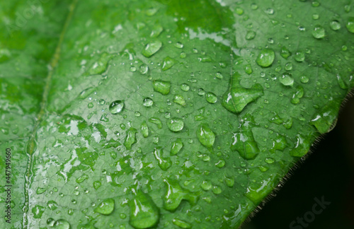 Green leaf with drops of water