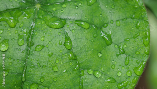 Green leaf with drops of water