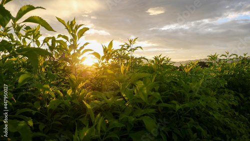 Close-up of fresh green plants with sunlight in the evening