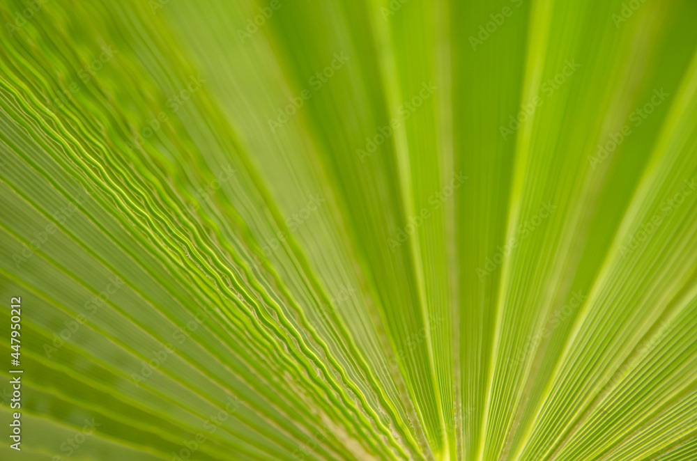Selective focus texture of green palm leaf. Palm tree leaf surface. Natural background with copy space. Selective focus texture of green palm leaf. Palm tree leaf surface. Natural background with copy space.