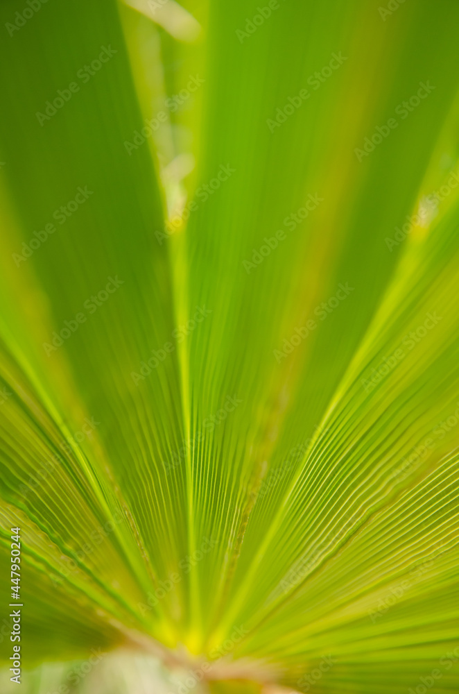 Selective focus texture of green palm leaf. Palm tree leaf surface. Natural background with copy space.