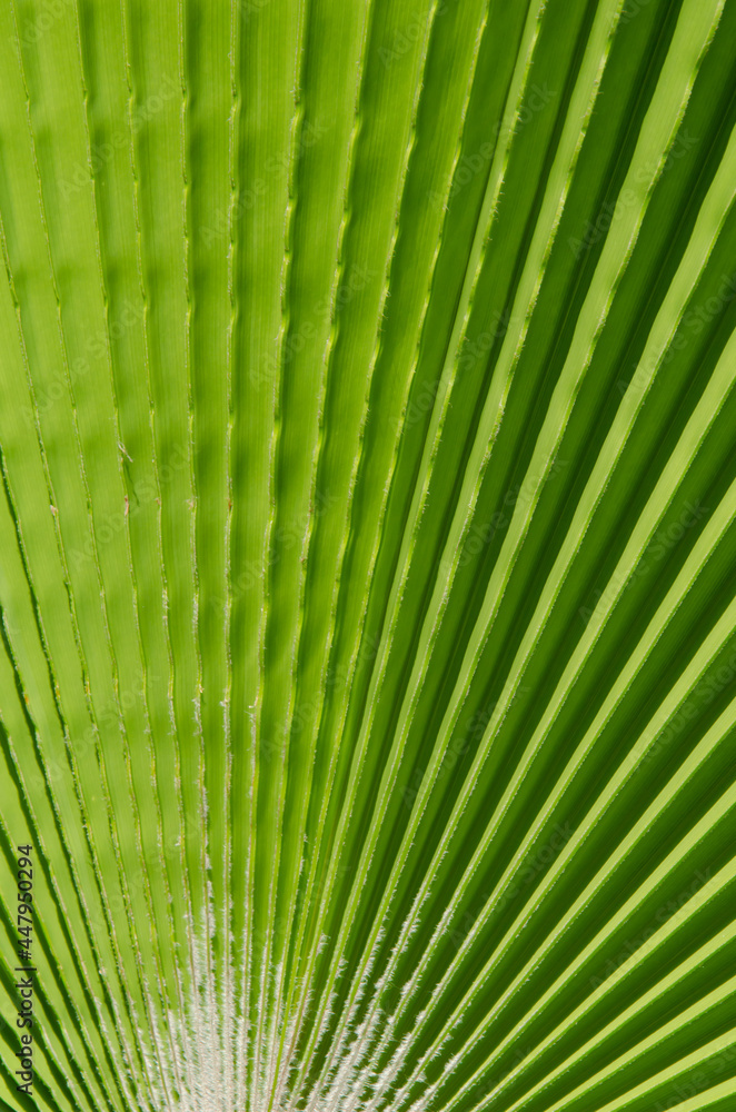 Fototapeta premium Natural background with copy space. Selective focus texture of green palm leaf. Palm tree leaf surface.