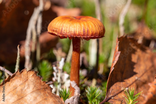 Mushroom Cortinarius uliginosus in forest