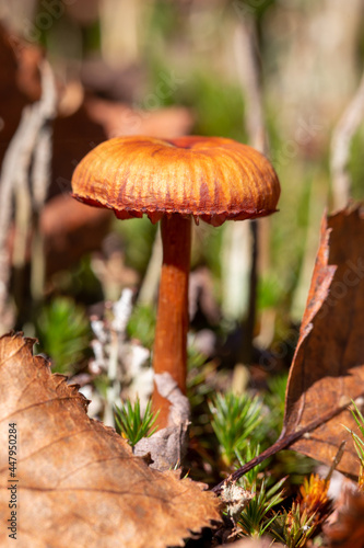 Slika na platnu Mushroom Cortinarius uliginosus in forest