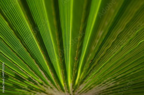 Selective focus texture of green palm leaf. Palm tree leaf surface. Natural background with copy space.