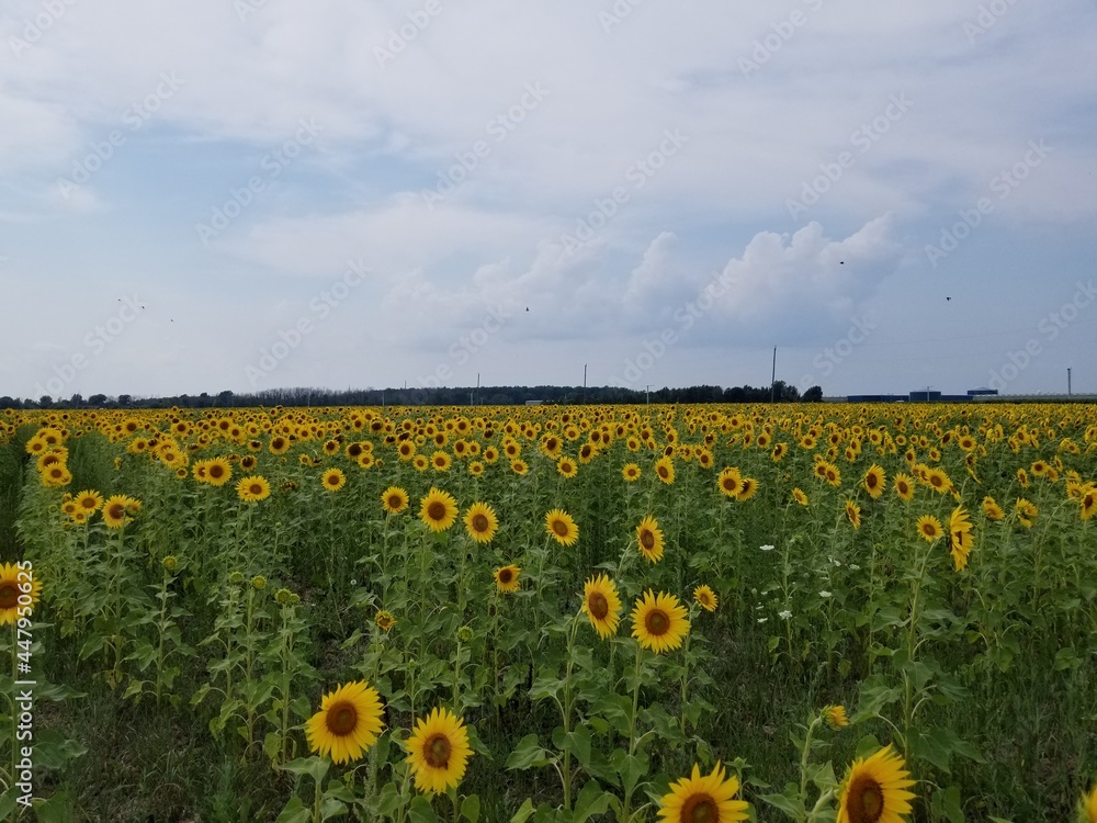 Obraz premium Sunflower Field
