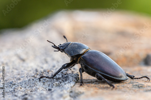 Close-up of a female stag beetle, lucanus cervus © Annabell Gsödl