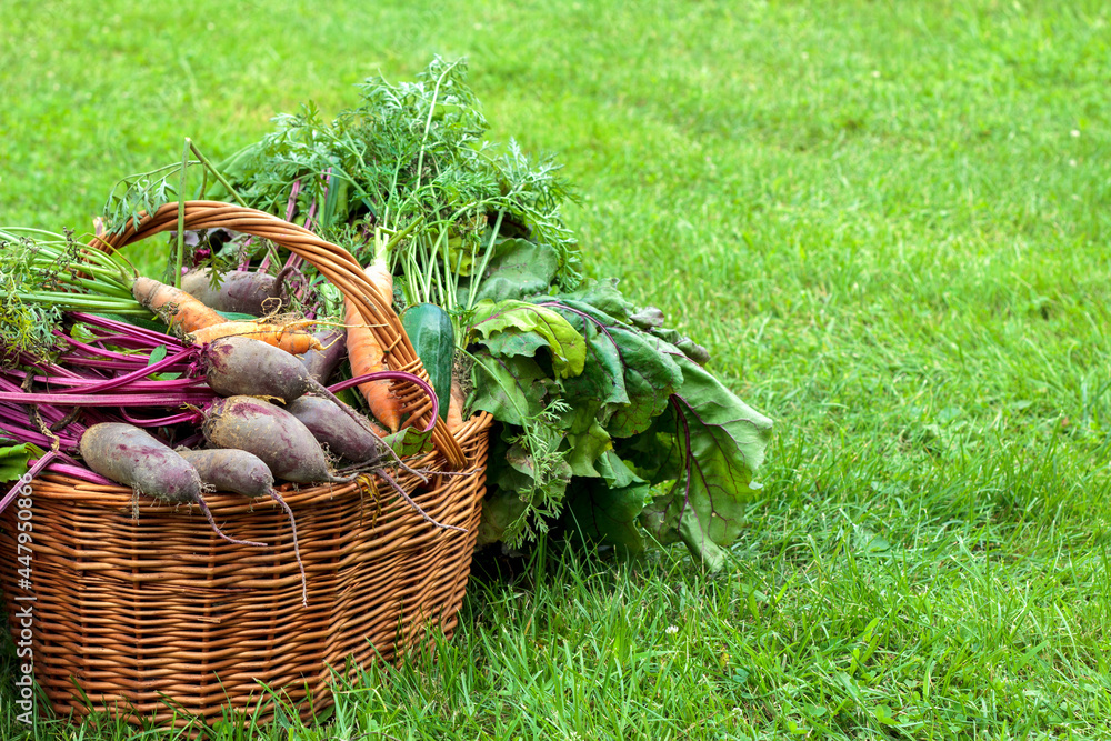 Koszyk pełen świeżych warzyw. Ekologiczne warzywa uprawiane w przydomowym ogródku - obrazy, fototapety, plakaty 