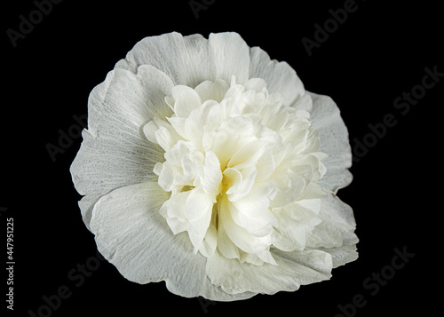 White flower of mallow, isolated on black background