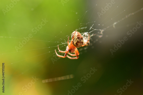 spider on the web in summer