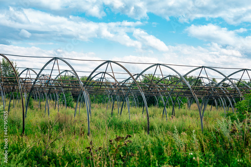 frames of abandoned agricultural greenhouses among thickets  decline of agriculture