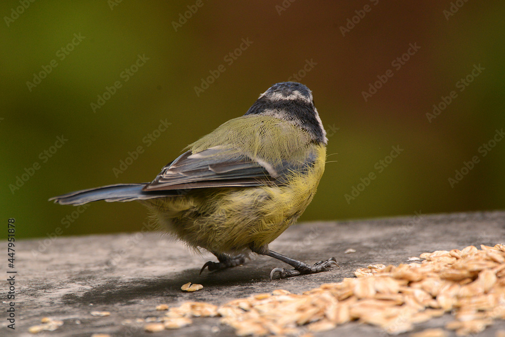 Obraz premium Blaumeise