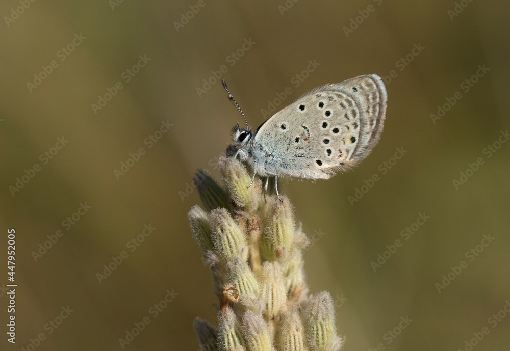 Fototapeta premium Anatolian Odd-spot Blue