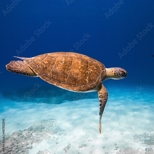 Green Wild Turtle underwater ocean wildlife animal in Mediterranean sea photo