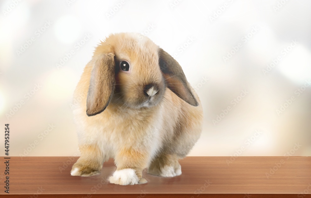 Hare. Hare.