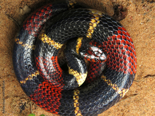 Micrurus surinamensis - Coral-verdadeira