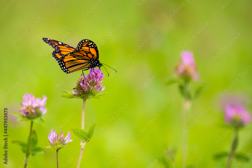 Monarch butterfly foraging on a purple clover flower, in a field in Quebec, Canada.