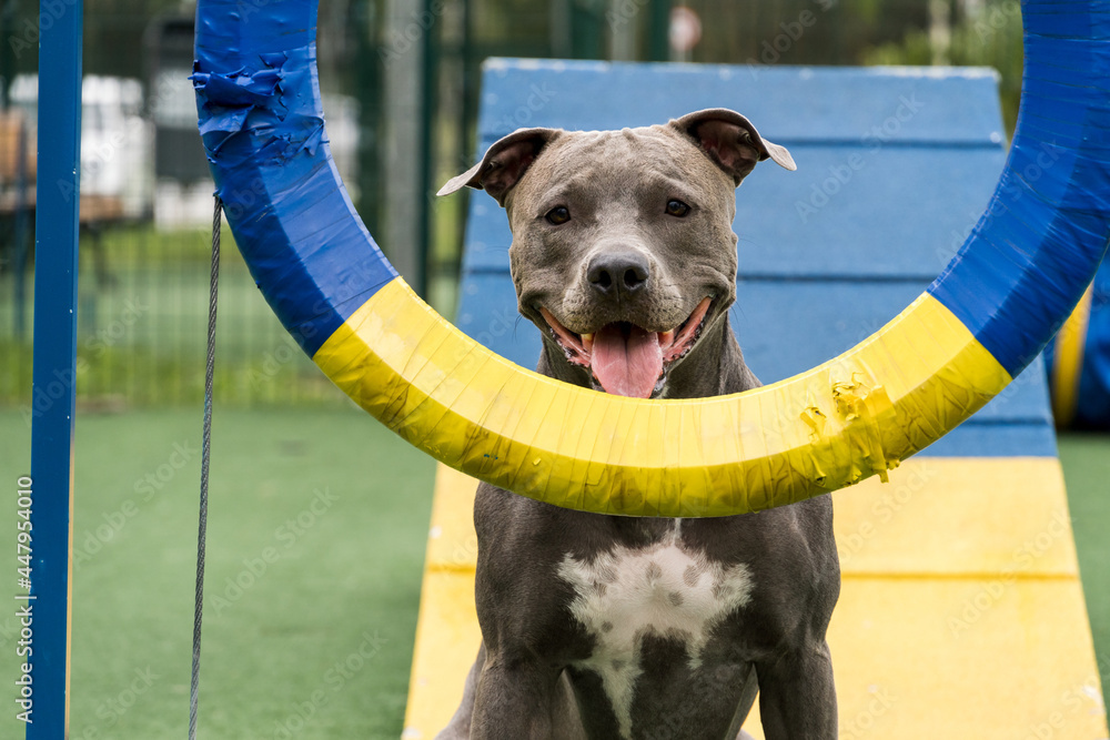 Pit bull dog jumping the tire while practicing agility and playing in