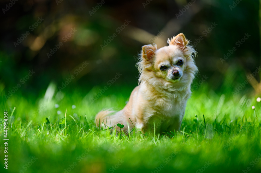 Little cute chihuahua sitting in fresh green grass. It's summer, the sun is shining and the colors are vibrant. Little cute chihuahua sitting in fresh green grass. It's summer, the sun is shining and the colors are vibrant.