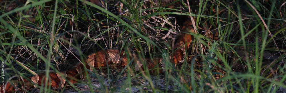 Copperhead snake camouflaged in grass. Copperhead snake camouflaged in grass.