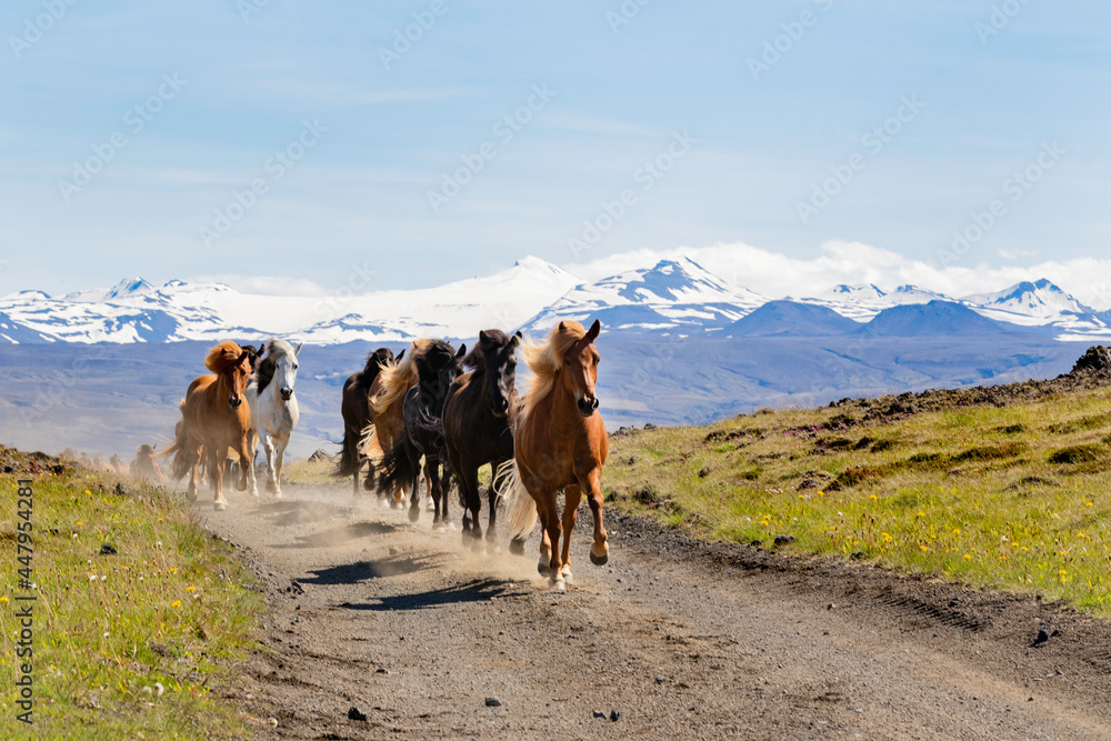 Running horses 