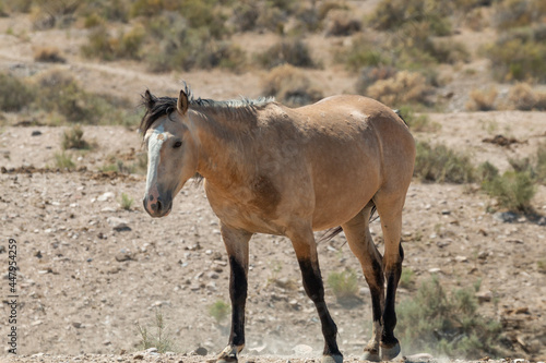 Majestic Wild Horse Stallion in the Utah Desert © equigini
