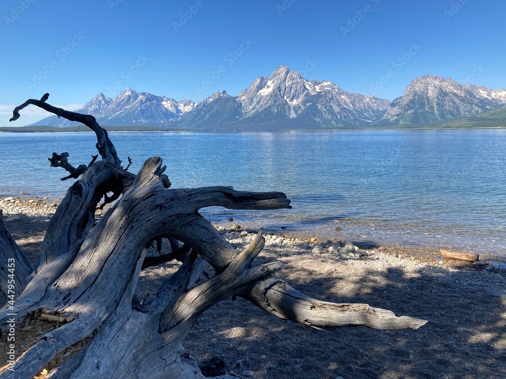 Fototapeta premium grand tetons