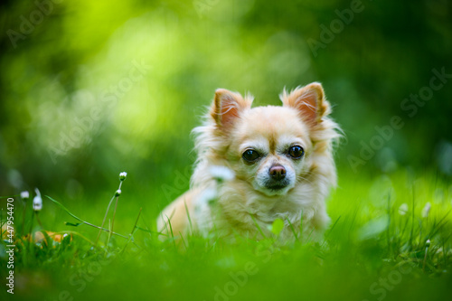 Little cute chihuahua lying in fresh green grass. It's summer, the sun is shining and the colors are vibrant.