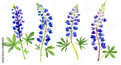 Watercolor bluebonnets. Hand drawn flowers. Isolated on white background photo