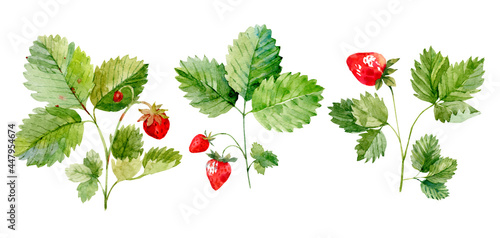 Watercolor strawberry branches collection. Hand drawn watercolor illustration on white background