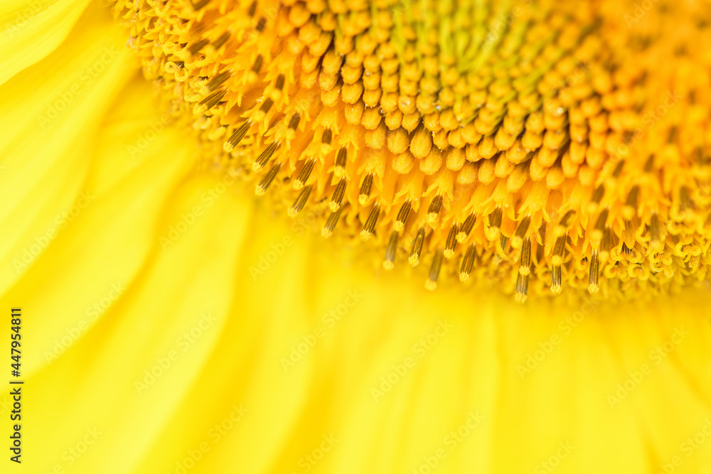 Yellow sunflower in the garden on a sunny day, close up. Summer and autumn background Yellow sunflower in the garden on a sunny day, close up. Summer and autumn background