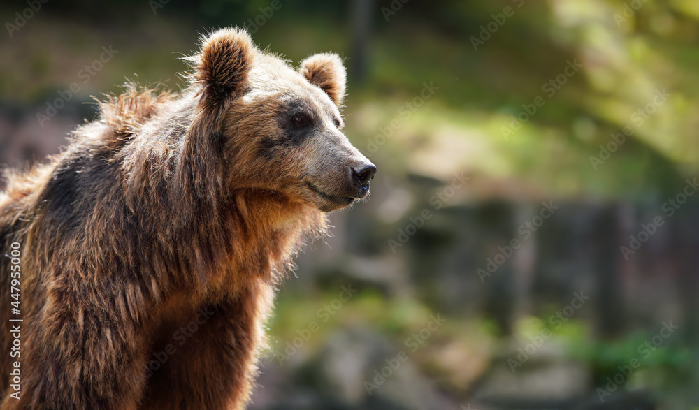 Obraz premium Kamchatka brown bear - Ursus arctos beringianus - closeup on head, sun shines to fur, blurred background