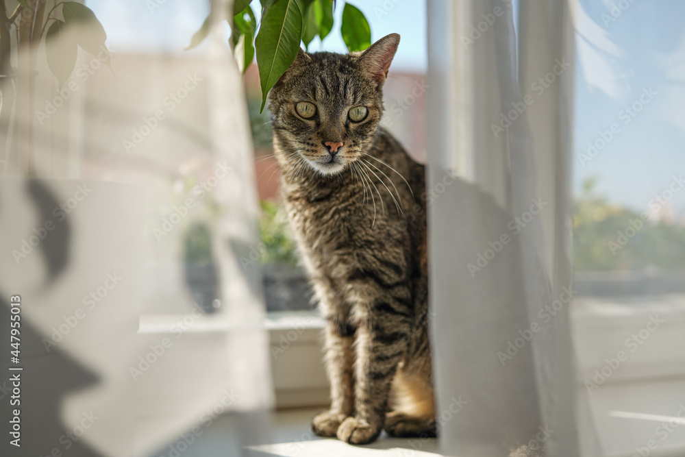 Gray brown tabby cat relaxing on window sill ledge, sun shines to him, closeup detail