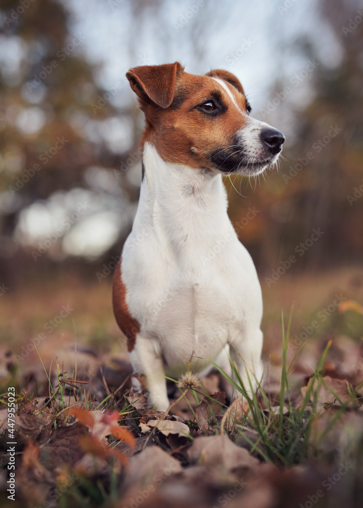 Small Jack Russell terrier dog sitting on brown leaves, nice blurred bokeh autumn background