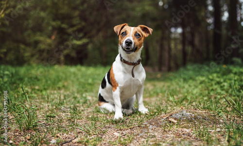 Small Jack Russell terrier sitting on forest road, mouth half open, blurred trees background