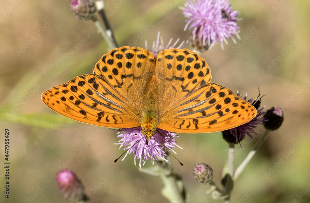 Obraz premium Silver-washed Fritillary 