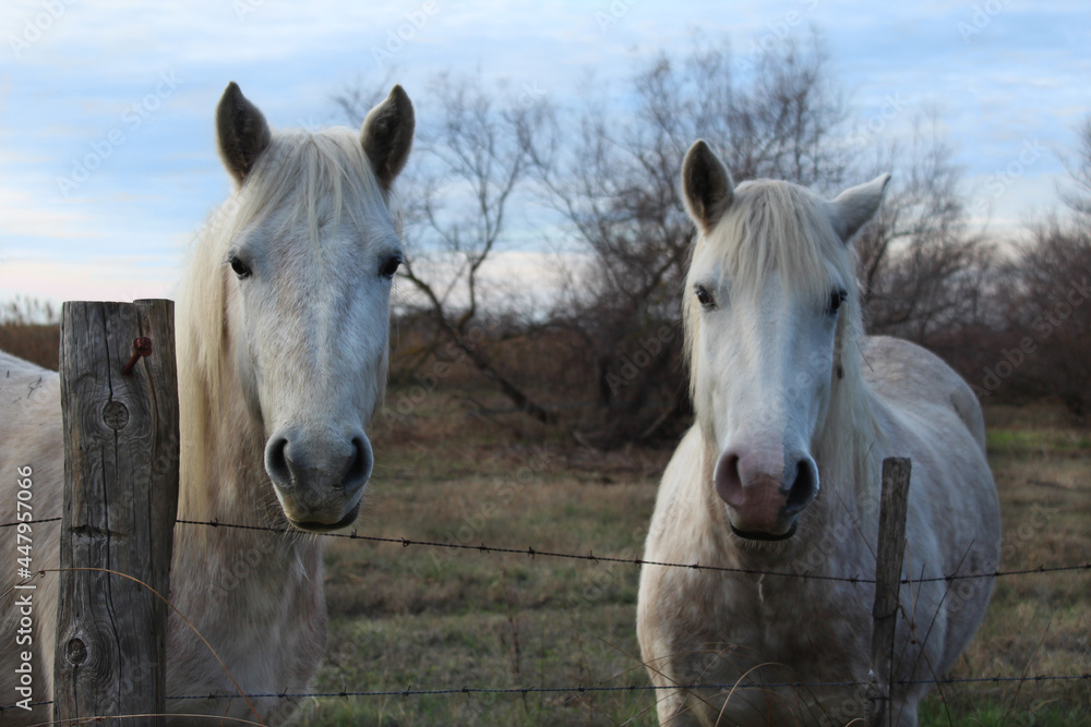 Naklejka premium Couple of white horses gazing at me on a pastel color landscape